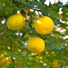 Yuzu Seeds Japanese citrus fruit -20°C (Citrus junos)  - 6