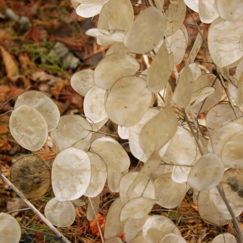 2.5 Semi di Moneta del Papa (Lunaria annua)