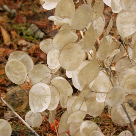 2.5 Semillas de "monedas del Papa" (Lunaria annua)