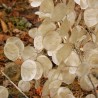 2.5 Semi di Moneta del Papa (Lunaria annua)