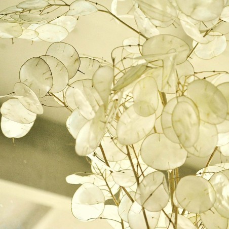 2.5 Semi di Moneta del Papa (Lunaria annua)