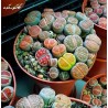 Σπόροι Lithops | Price: 1,95 € 🌳🌼🌸🌿🌱🍉