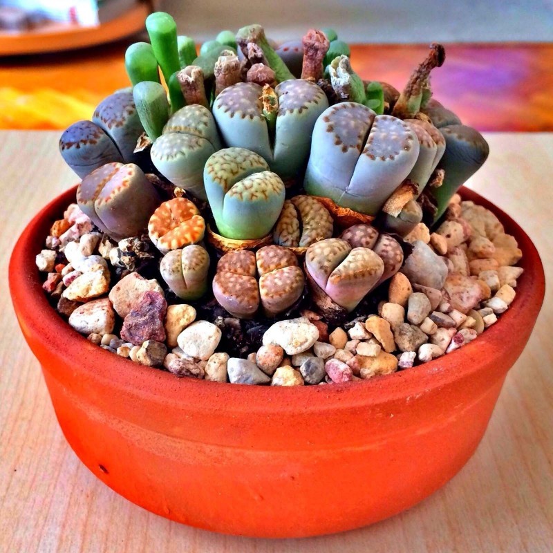 Lithops - Living stone Seeds - Price: €1.95
