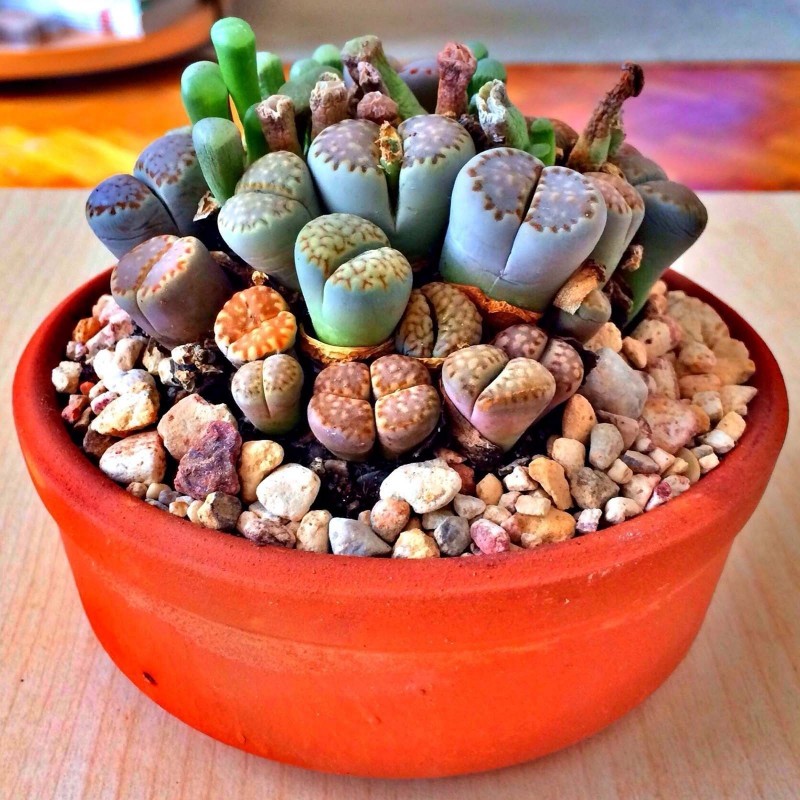 Σπόροι Lithops | Price: 1,95 € 🌳🌼🌸🌿🌱🍉