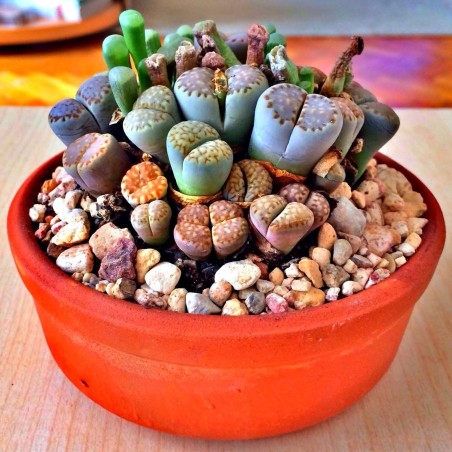 1.95 Graines de Lithops
