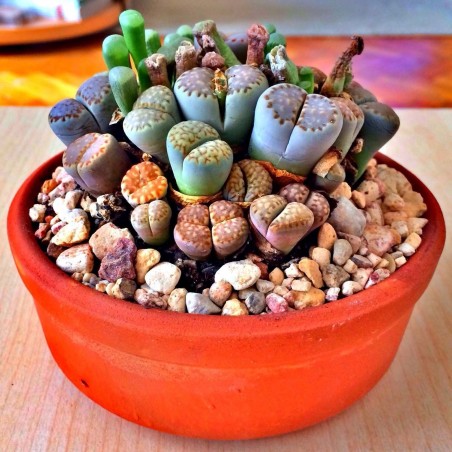 Σπόροι Lithops | Price: 1,95 € 🌳🌼🌸🌿🌱🍉