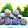 1.95 Graines de Lithops