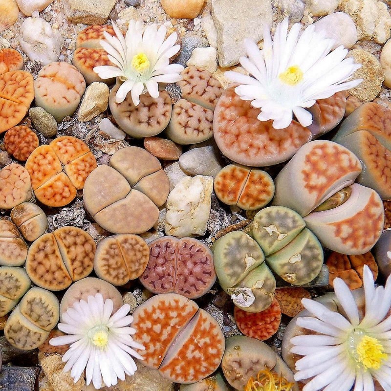 Σπόροι Lithops | Price: 1,95 € 🌳🌼🌸🌿🌱🍉