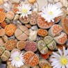Σπόροι Lithops | Price: 1,95 € 🌳🌼🌸🌿🌱🍉