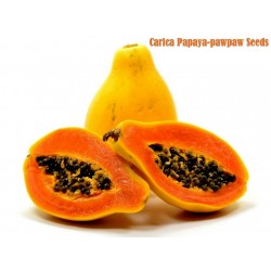 Sweet Tropical Carica Papaya-pawpaw Seeds