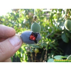 Semi di Passiflora morifolia 1.7 - 9