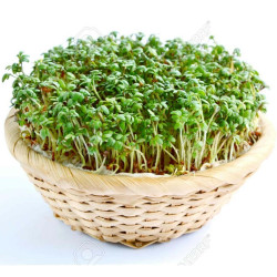 Garden Cress Plant Pods