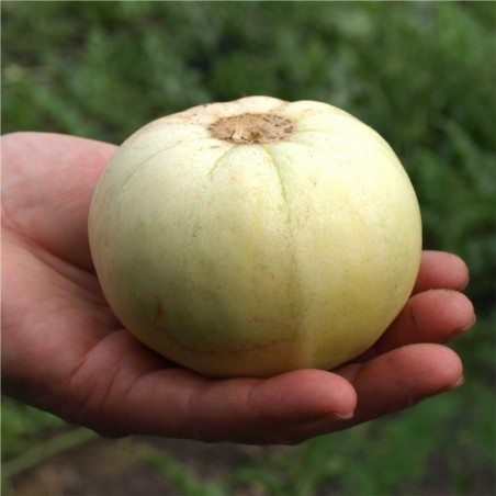 Japanese Heirloom Melon Seeds “Sakata's Sweet” | Price: € 2,35 🌳🌼🌸🌿🌱🍉