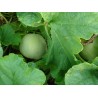 Japanese Heirloom Melon Seeds “Sakata's Sweet” | Price: € 2,35 🌳🌼🌸🌿🌱🍉