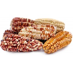 Graines de maïs Sacsa Kuski géant péruvien 3.499999 - 11