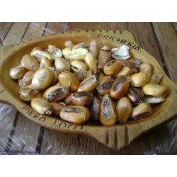 Semillas de maíz Gigante peruano Chullpi - Cancha 2.45 - 4