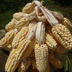 Giant Peruvian Chullpi Corn - Maiz Seeds 2.45 - 1