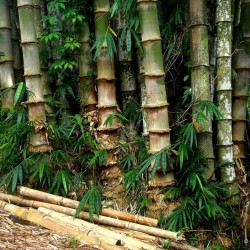 Male bamboo Frön - Calcutta bamboo 4 - 4