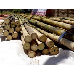 Male bamboo Frön - Calcutta bamboo 4 - 2