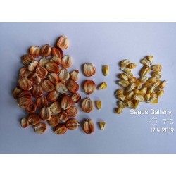 Peruvian Giant Red Sacsa Kuski Corn Seeds 3.499999 - 6