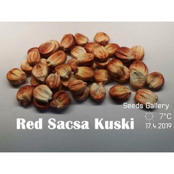 Sementes de milho gigante peruano Sacsa Kuski 3.499999 - 8