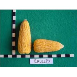 Semillas de maíz peruano Chulpe - Cancha Amarillo 2.25 - 2