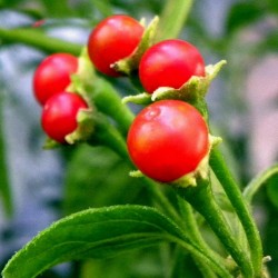 Bolivianska Chili Frö ULUPICA (Capsicum Cardenasii) 2.049999 - 5