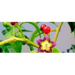 Bolivianska Chili Frö ULUPICA (Capsicum Cardenasii) 2.049999 - 2