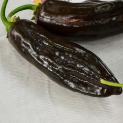 Ají Panca Peruvian Chili Seeds (Capsicum baccatum) 1.65 - 1