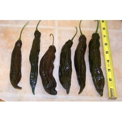 Ají Panca Peruvian Chili Fröer (Capsicum Baccatum) 1.65 - 2