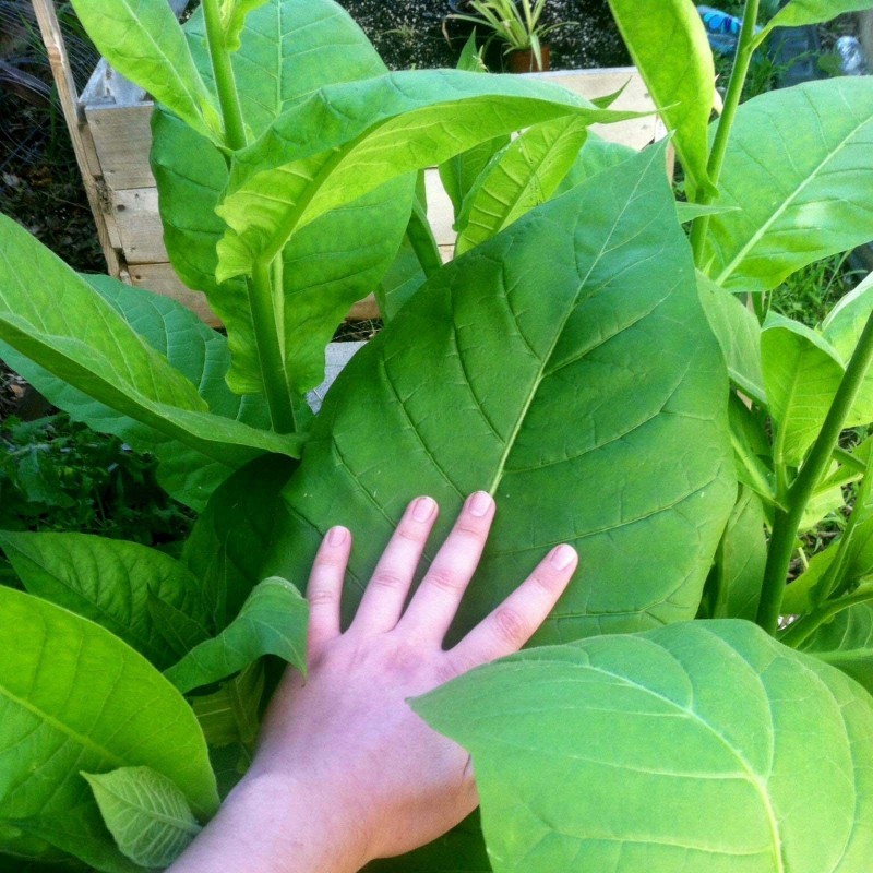 Graines de tabac Virginia Gold  - 1