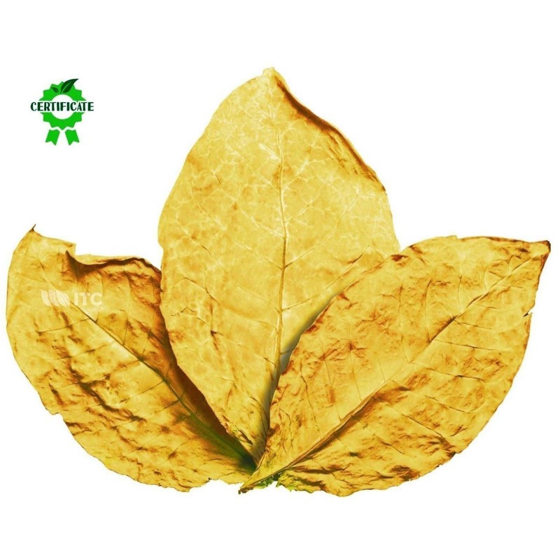 Sementes de Tabaco Virginia Gold  - 2