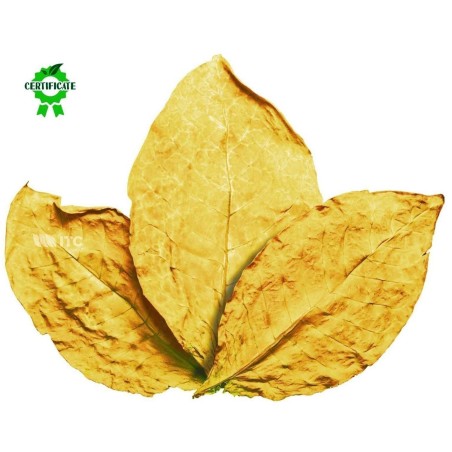 Graines de tabac Virginia Gold  - 2