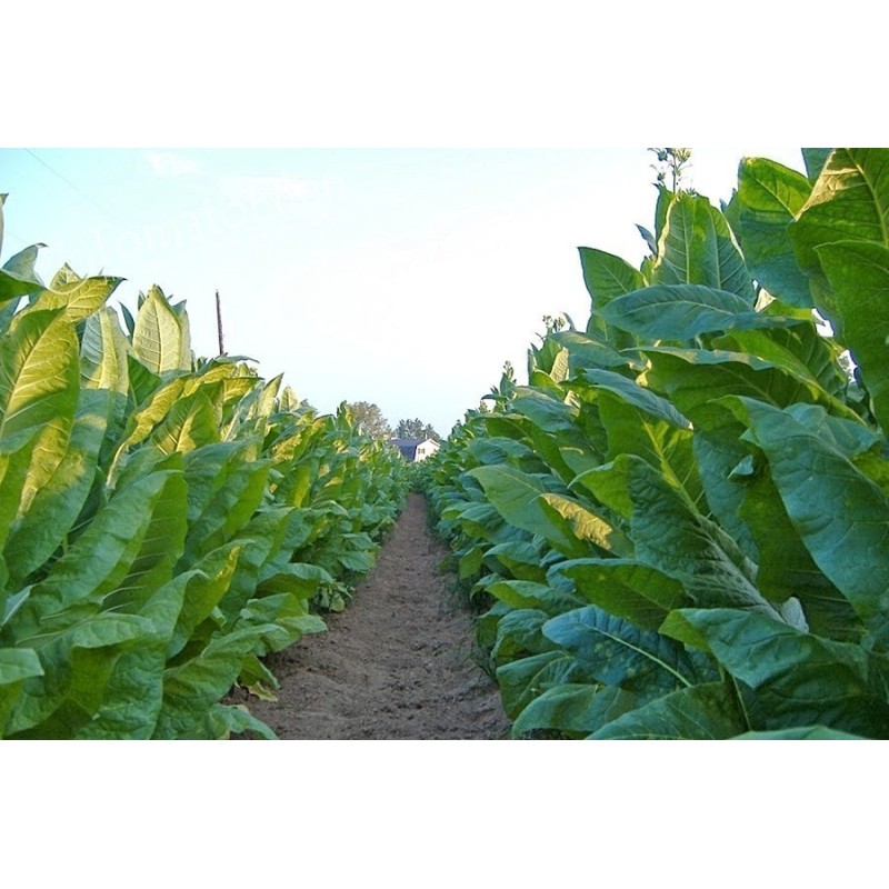 Graines de tabac Virginia Gold  - 3