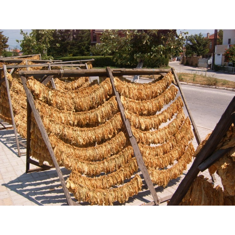 Sementes de Tabaco Virginia Gold  - 4