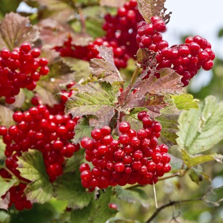 American Highbush Cranberry Seeds Viburnum trilobum Shrub 1.95 - 1