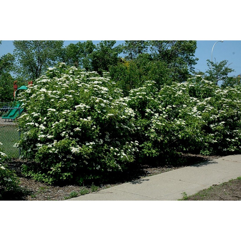 American cranberry bush Seeds (Viburnum trilobum) - 6