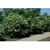 American cranberry bush Seeds (Viburnum trilobum) - 6