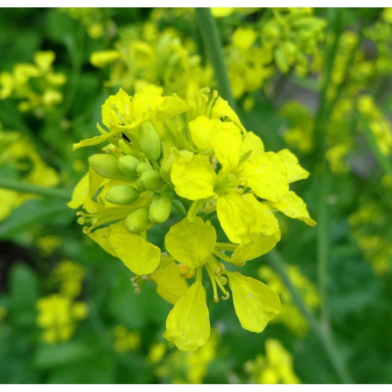 1.45 Svartsenap frön (Brassica nigra)