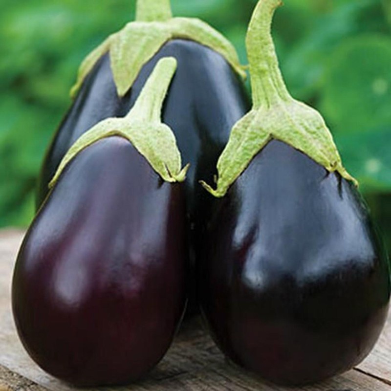 Organic Black Beauty Eggplant Seeds Price €1.80