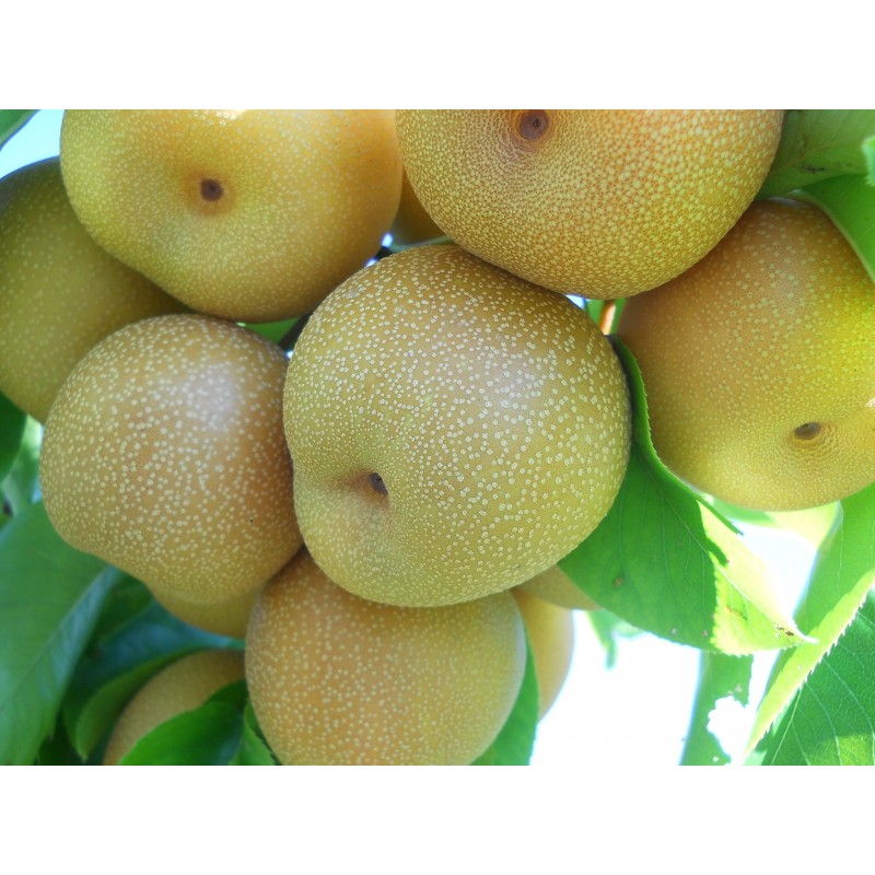 Semi di pera asiatica - Pero cinese della sabbia | Price: 3,00 € 🌳🌼🌸🌿🌱🍉