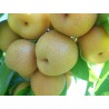 Asian Pear Seeds - Chinesische Sandbirne | Price: 3,00 € 🌳🌼🌸🌿🌱🍉