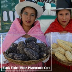 Graines de Maïs des Andes Noir Violet Blanc "K'uyu Chuspi" 2.45 - 1