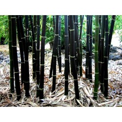 Semillas Bambú Negro (Phyllostachys nigra)