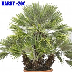 Mediterranean dwarf palm Seeds (Chamaerops humilis) 3 - 3