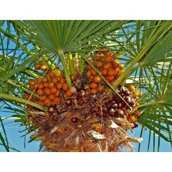 Mediterranean dwarf palm Seeds (Chamaerops humilis) 3 - 2