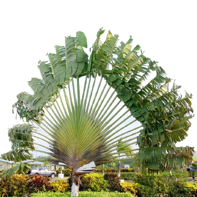 2.25 Travellers Palm Seeds