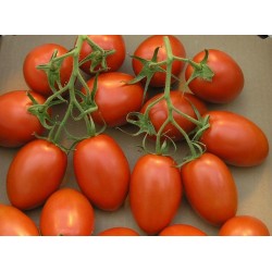 Tomato Seeds Cherry Plum "UNO" 1.95 - 2