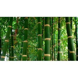 Male bamboo Seeds - Calcutta bamboo - Solid bamboo