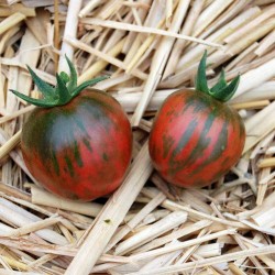 Black Vernissage σπόροι ντομάτας 2.15 - 5